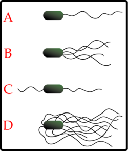 The different arrangements of bacterial flagella: A-Monotrichous; B-Lophotrichous; C-Amphitrichous and D-Peritrichous