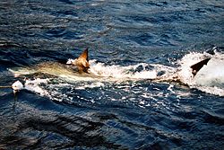 A great white shark swimming after a buoy