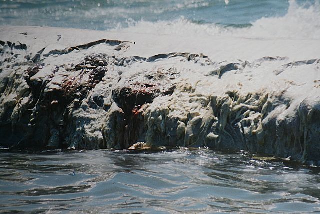 Image:Whale carcas with shark bites.JPG