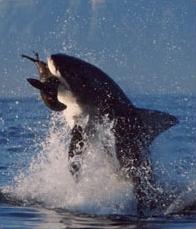 Great white breaching to catch a Cape Fur Seal