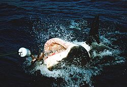 Great white shark lunging towards tuna bait while on its back
