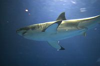 Great white shark in the Monterey Bay Aquarium in September, 2006