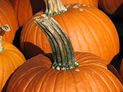 A pumpkin stem