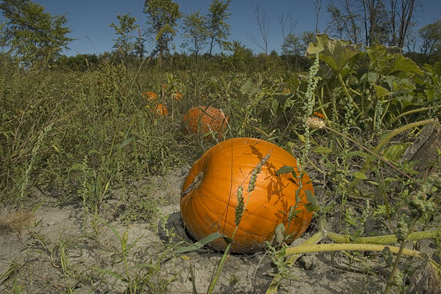 Image:NKN-2007-09-01 125930 Pumpkins field (Yvan Leduc author for Wikipedia).jpg