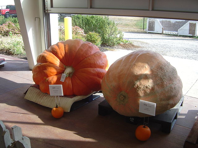 Image:CompetitivePumpkins.jpg