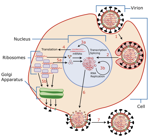 Image:Virus Replication large.svg