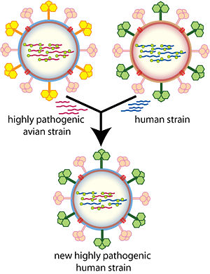 How antigenic shift, or reassortment, can result in novel and highly pathogenic strains of human influenza