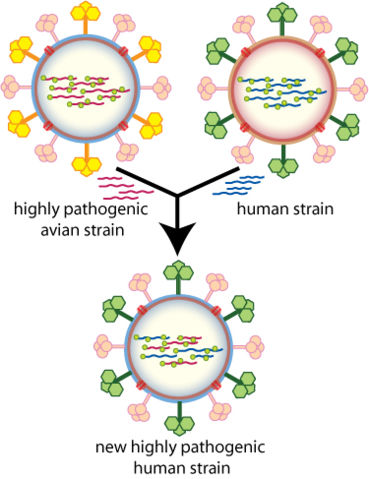 Image:Influenza geneticshift.jpg