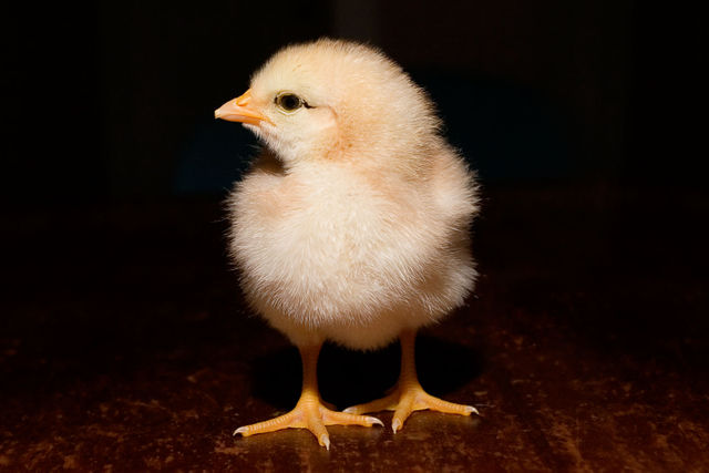 Image:Day old chick black background.jpg