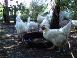 Free range chickens