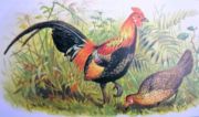 The Red Junglefowl