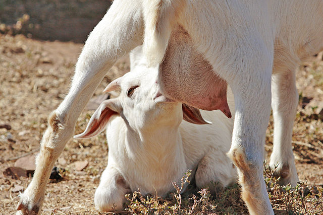 Image:Kid feeding on mothers milk.jpg