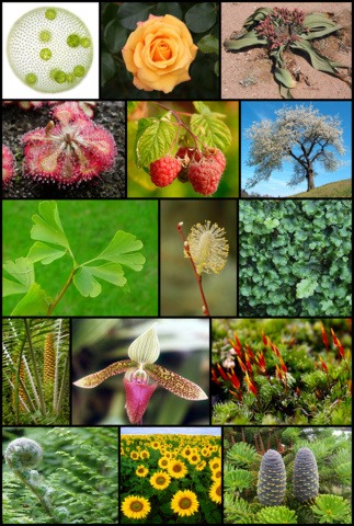 Image:Diversity of plants image version 3.png