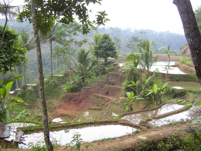 Image:Rice-fields-Indonesia-(Java).jpg
