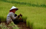 Rice farmer in northern Cambodia