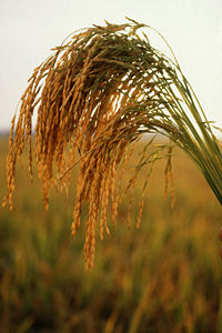 American long-grain rice