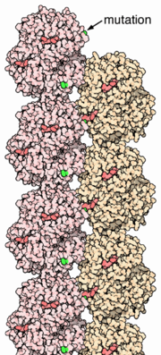 A single amino acid change causes haemoglobin proteins to form fibers.