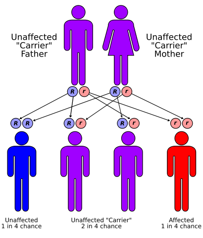 Image:Autorecessive.svg