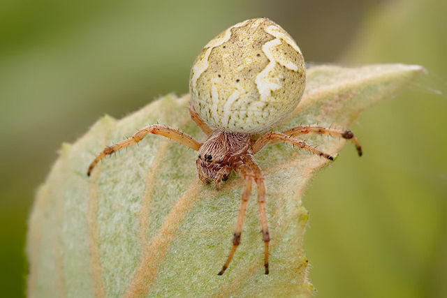 Image:Australian orb weaver.jpg