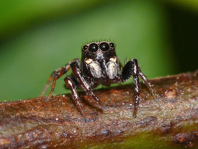 Image:Jumping-spider.jpg