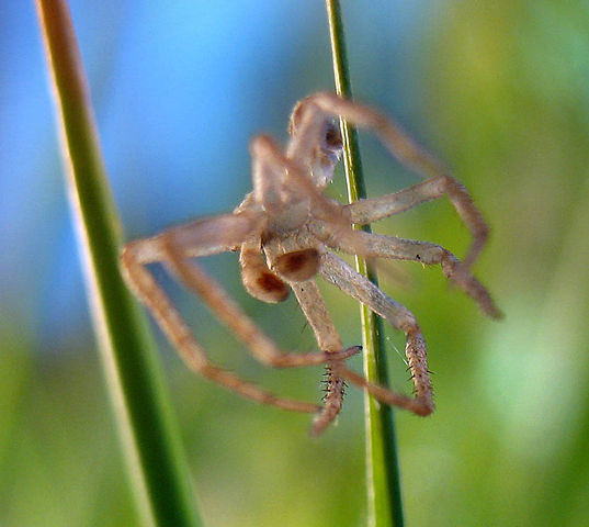 Image:Spider-skin.jpg