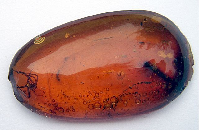 Image:Spider in amber.jpg