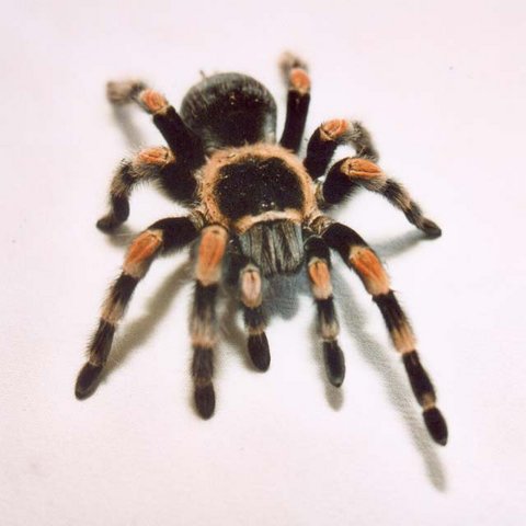 Image:Brachypelma Smithii.jpg