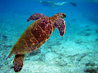 Chelonia mydas in Kona, Hawaii