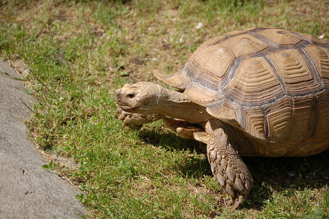 Image:Turtle3m.JPG