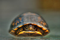 Baby turtle hiding in its shell