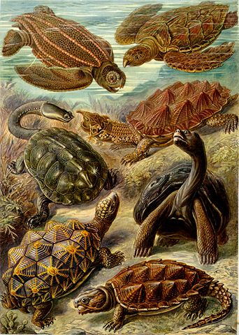 Image:Haeckel Chelonia.jpg