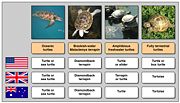 Different animals are called turtles, tortoises, or terrapins in different varieties of English