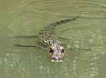 A baby alligator swimming.