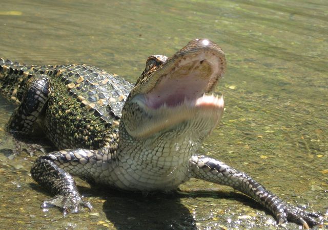Image:Gators mouth.jpg