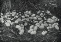 Alligator eggs and young