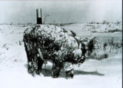 Young steer after a blizzard, March 1966
