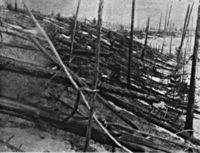 Fallen trees caused by the Tunguska meteoroid of the Tunguska event in June, 1908.