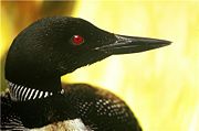 The Common Loon's distinctive cry is heard during the summer months in the northern part of the state, and on occasion the loon can be found as far south as the lakes of Minneapolis.