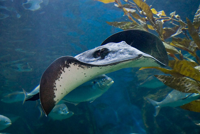 Image:Sting ray - melbounre aquarium.jpg