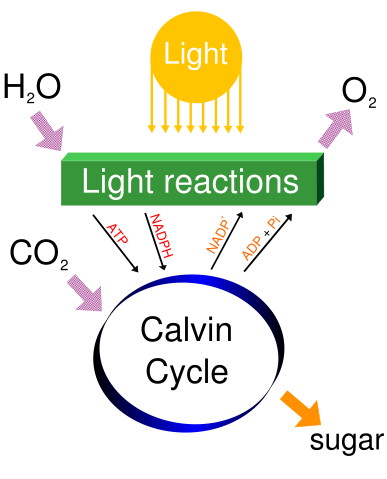 Image:Simple photosynthesis overview.svg