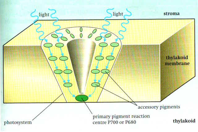 Image:Photosystems.png