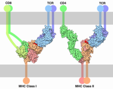 Association of a T cell with MHC class I or MHC class II, and antigen (in red)
