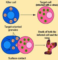 Killer T cells directly attack other cells carrying foreign or abnormal antigens on their surfaces.