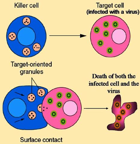 Image:Cytotoxic T cell.jpg