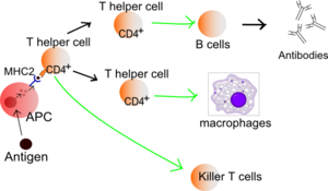 Function of T helper cells: Antigen presenting cells (APCs) present antigen on their Class II MHC molecules (MHC2). Helper T cells recognize these, with the help of their expression of CD4 co-receptor (CD4+). The activation of a resting helper T cell causes it to release cytokines and other stimulatory signals (green arrows) that stimulate the activity of macrophages, killer T cells and B cells, the latter producing antibodies. The stimulation of B cells and macrophages succeeds a proliferation of T helper cells.