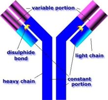 An antibody is made up of two heavy chains and two light chains. The unique variable region allows an antibody to recognize its matching antigen.