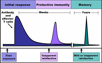 The time-course of an immune response begins with the initial pathogen encounter, (or initial vaccination) and leads to the formation and maintenance of active immunological memory.