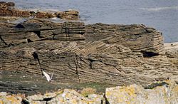 A fine example of cross-bedding in Middle Old Red Sandstone on the Isle of Bressay.