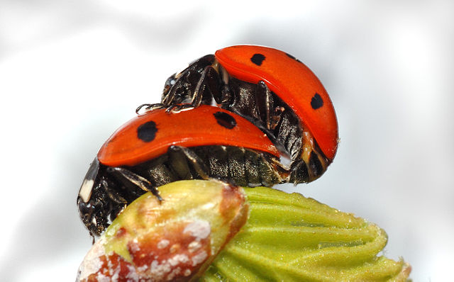 Image:Coccinella septempunctata couple (aka).jpg