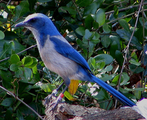 Image:Florida Scrub Jay.jpg